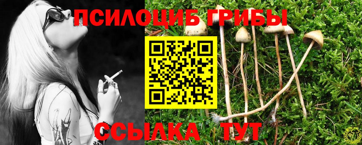 Галлюциногенные грибы Psilocybine cubensis Калининград